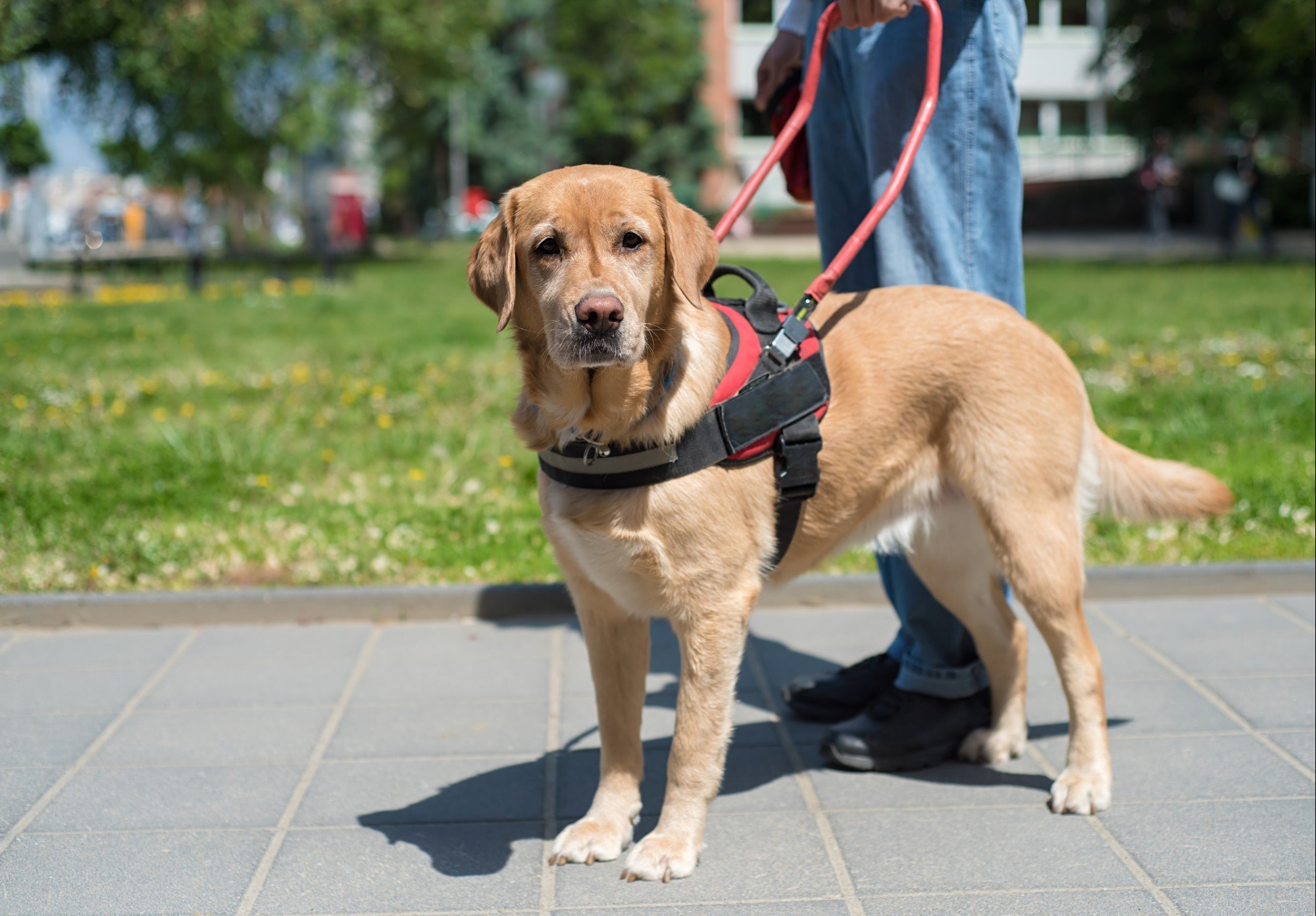Service Animals - When a Pet Becomes a Medical Device