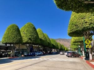 Street view of downtown Glendora with large cone shaped green trees and dry hills in background.
